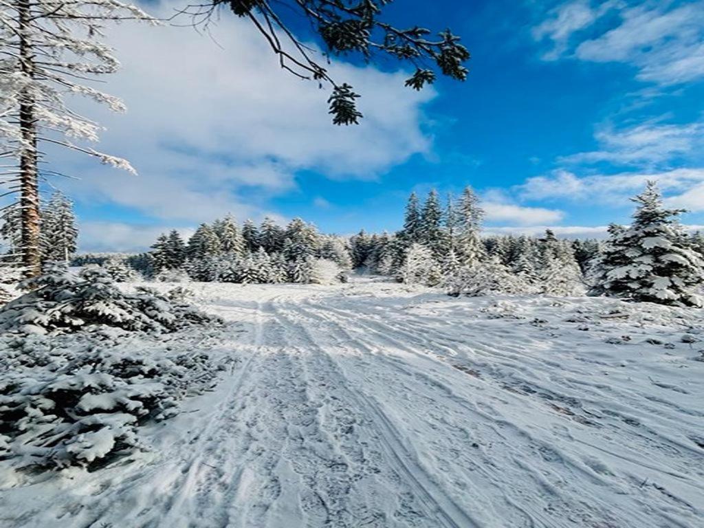 트리베르크 Schwarzwald Nescht Triberg 아파트 외부 사진